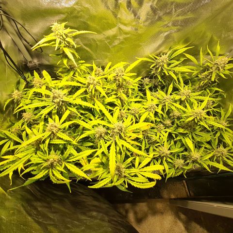 Amnesia Haze Automatic growlog timeline photo