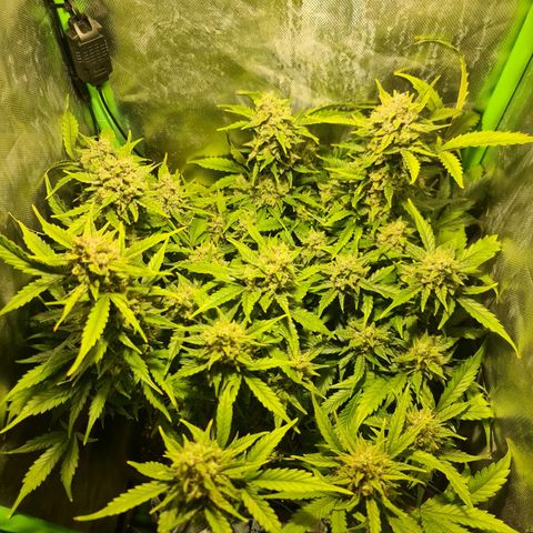 Amnesia Haze Automatic growlog timeline photo