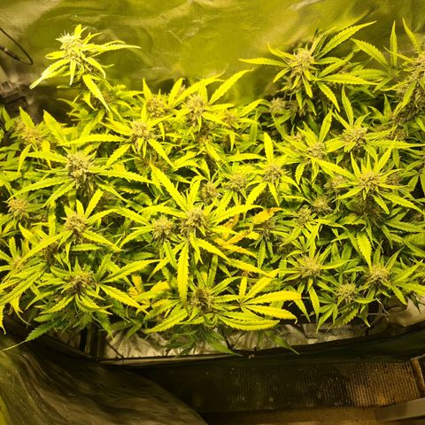 Amnesia Haze Automatic growlog timeline photo