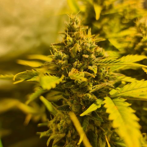 Amnesia Haze Automatic growlog timeline photo