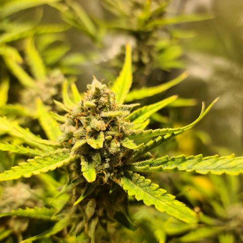 Amnesia Haze Automatic growlog timeline photo