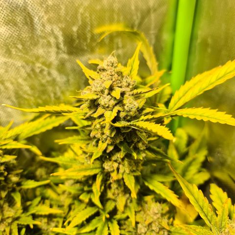 Amnesia Haze Automatic growlog timeline photo