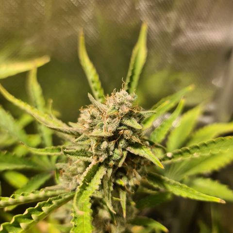 Amnesia Haze Automatic growlog timeline photo