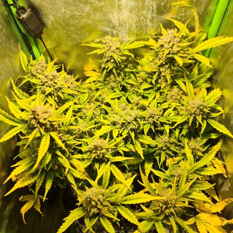 Amnesia Haze Automatic growlog timeline photo