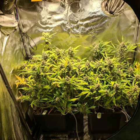 Amnesia Haze Automatic growlog timeline photo