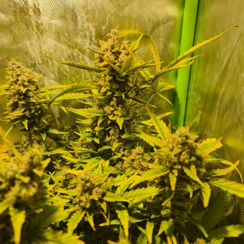 Amnesia Haze Automatic growlog timeline photo