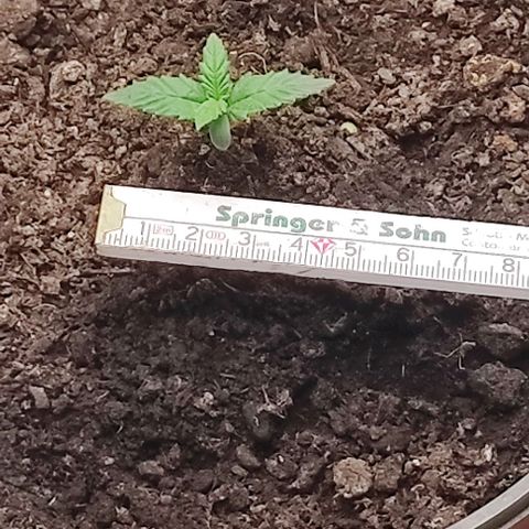 Alexa growlog photo: 21uhr