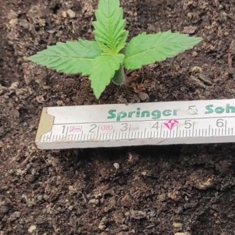 Alexa growlog timeline photo