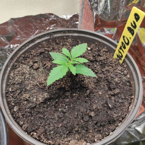 Alexa growlog timeline photo