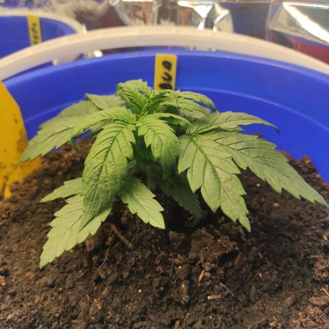Alexa growlog timeline photo