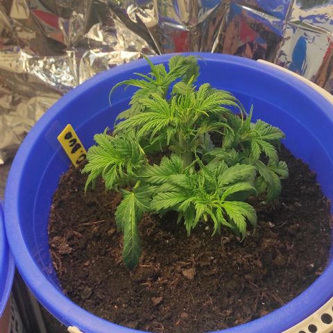 Alexa growlog timeline photo