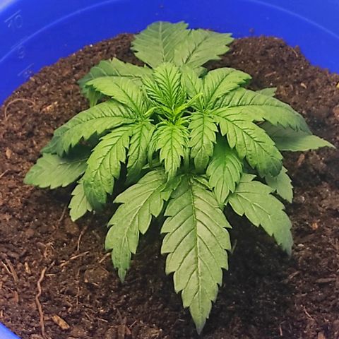 Alexa growlog timeline photo