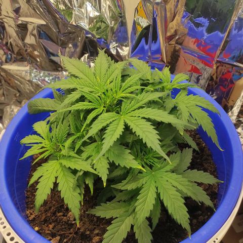 Alexa growlog timeline photo