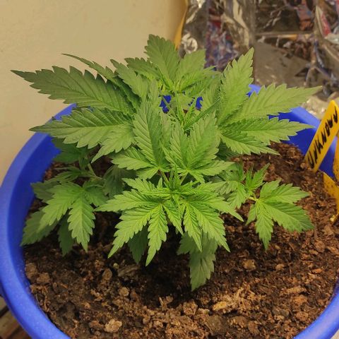Trude growlog timeline photo