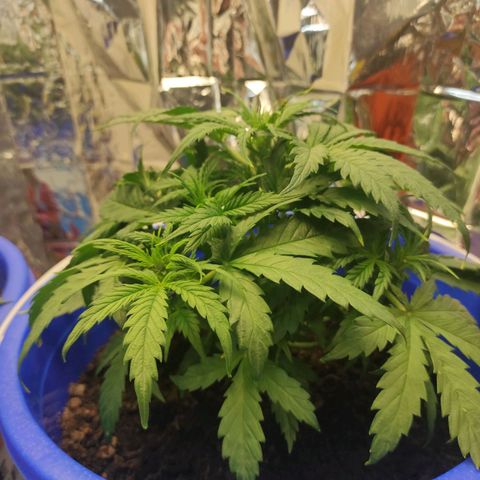 Alexa growlog timeline photo