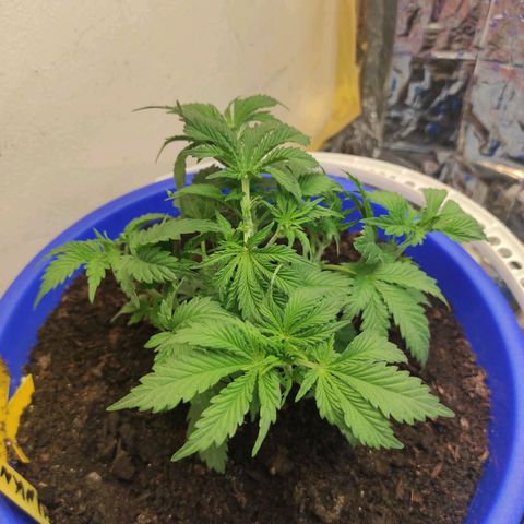 Trude growlog timeline photo