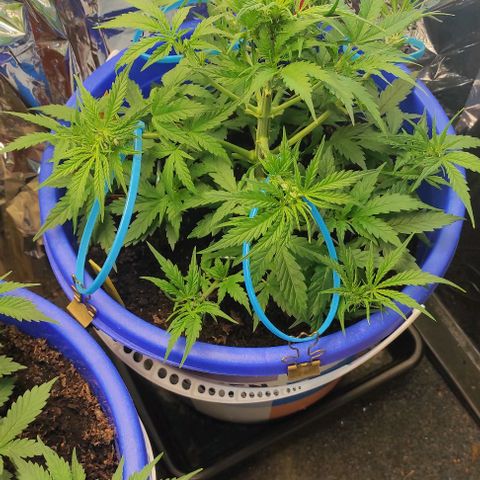 Alexa growlog timeline photo