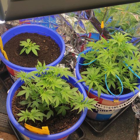 Alexa growlog timeline photo