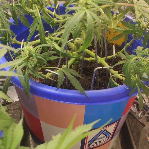 Alexa growlog timeline photo