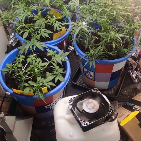 Alexa growlog timeline photo