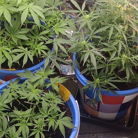 Alexa growlog timeline photo