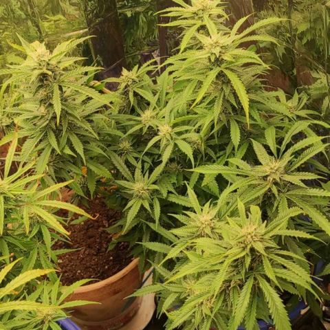 Trude growlog timeline photo