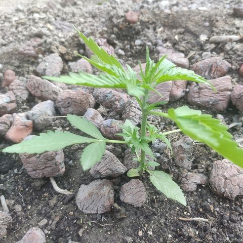 Auto Mazar growlog timeline photo