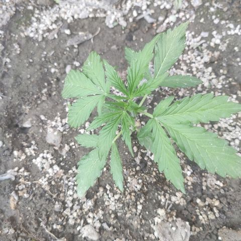 Auto Mazar growlog timeline photo