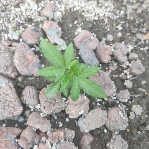 Auto Mazar growlog timeline photo