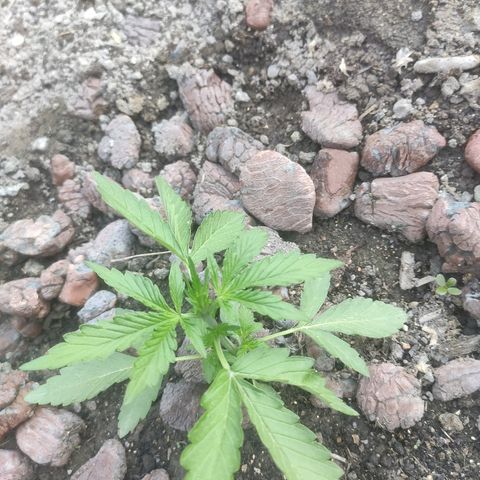 Auto Mazar growlog timeline photo