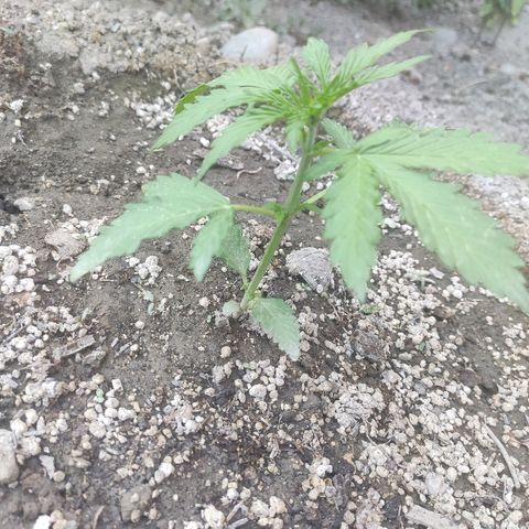 Auto Mazar growlog timeline photo