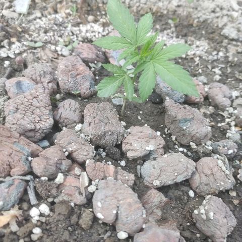 Auto Mazar growlog timeline photo