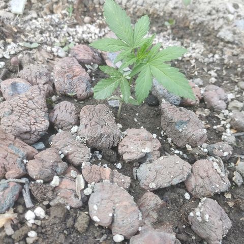 Auto Mazar growlog timeline photo