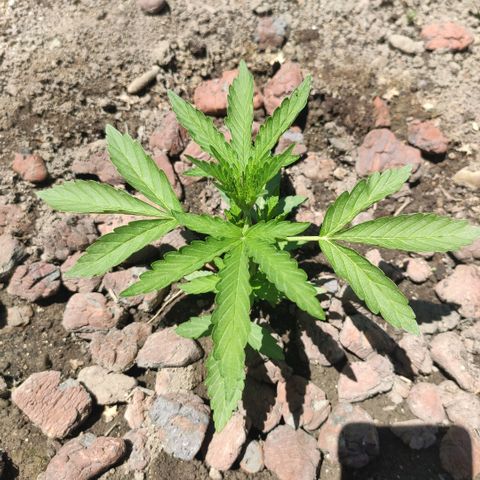 Auto Mazar growlog timeline photo