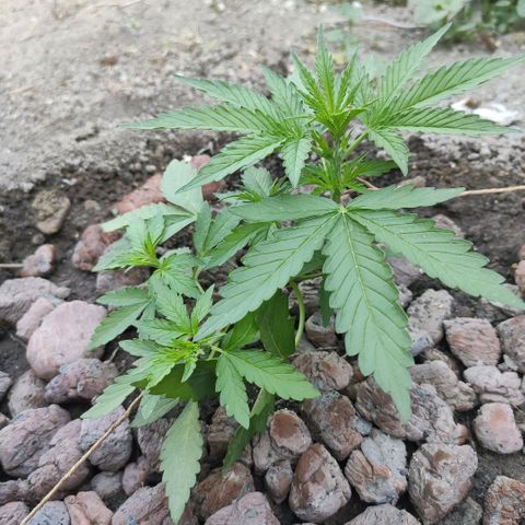 Auto Mazar growlog timeline photo