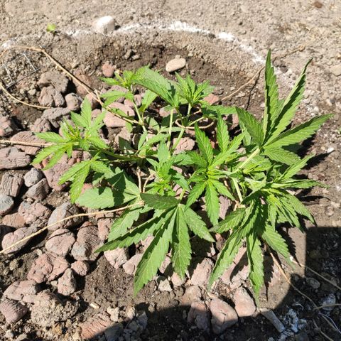 Auto Mazar growlog timeline photo