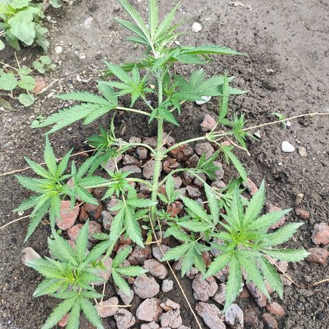Auto Mazar growlog timeline photo