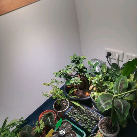 Royal AK Automatic growlog timeline photo