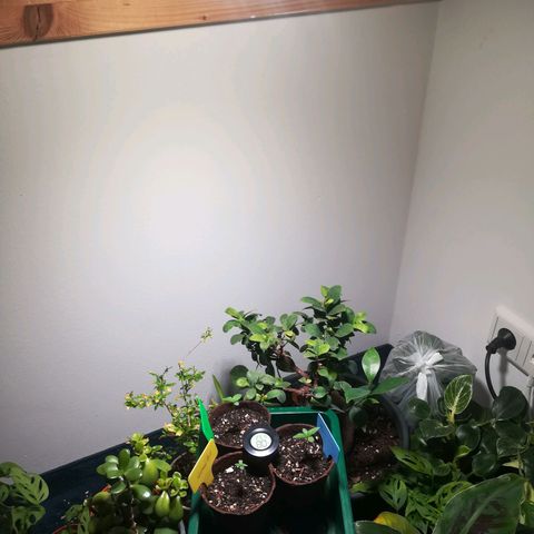 Royal AK Automatic growlog timeline photo