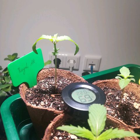 Royal AK Automatic growlog timeline photo