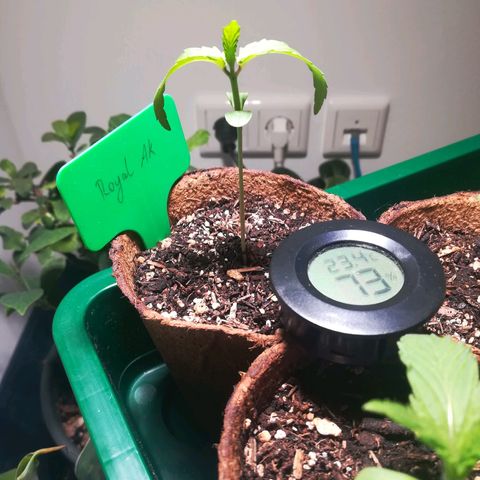 Royal AK Automatic growlog timeline photo