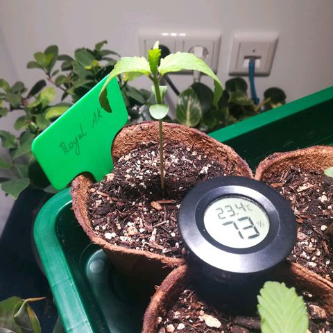 Royal AK Automatic growlog timeline photo