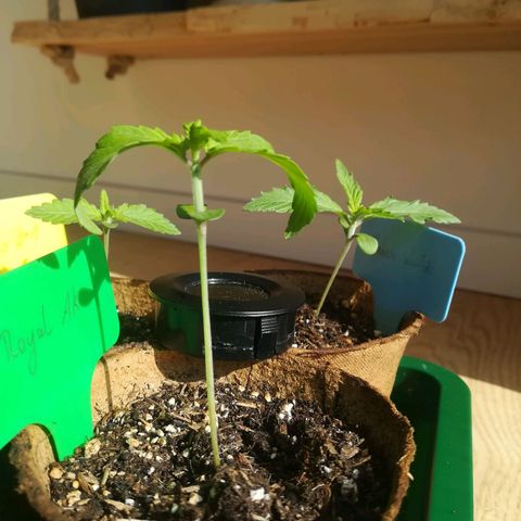 Royal AK Automatic growlog timeline photo