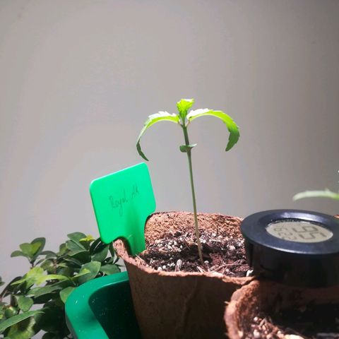 Royal AK Automatic growlog timeline photo