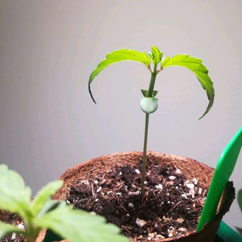 Royal AK Automatic growlog timeline photo