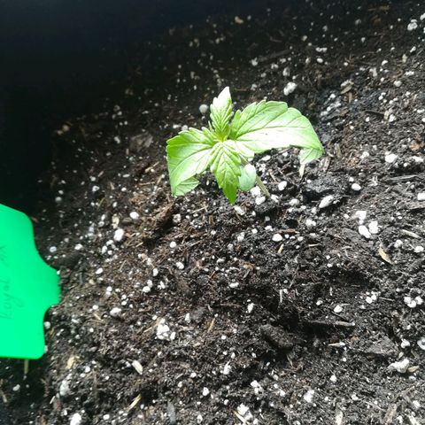 Royal AK Automatic growlog timeline photo