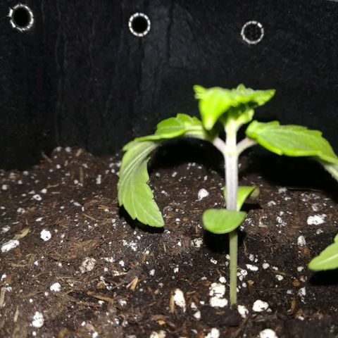 Royal AK Automatic growlog timeline photo
