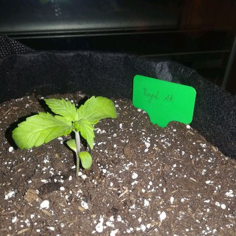 Royal AK Automatic growlog timeline photo