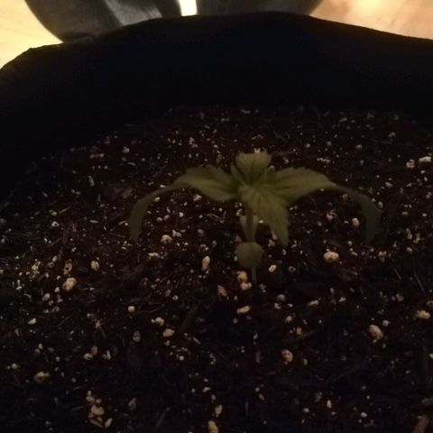 Royal AK Automatic growlog timeline photo