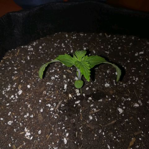 Royal AK Automatic growlog timeline photo